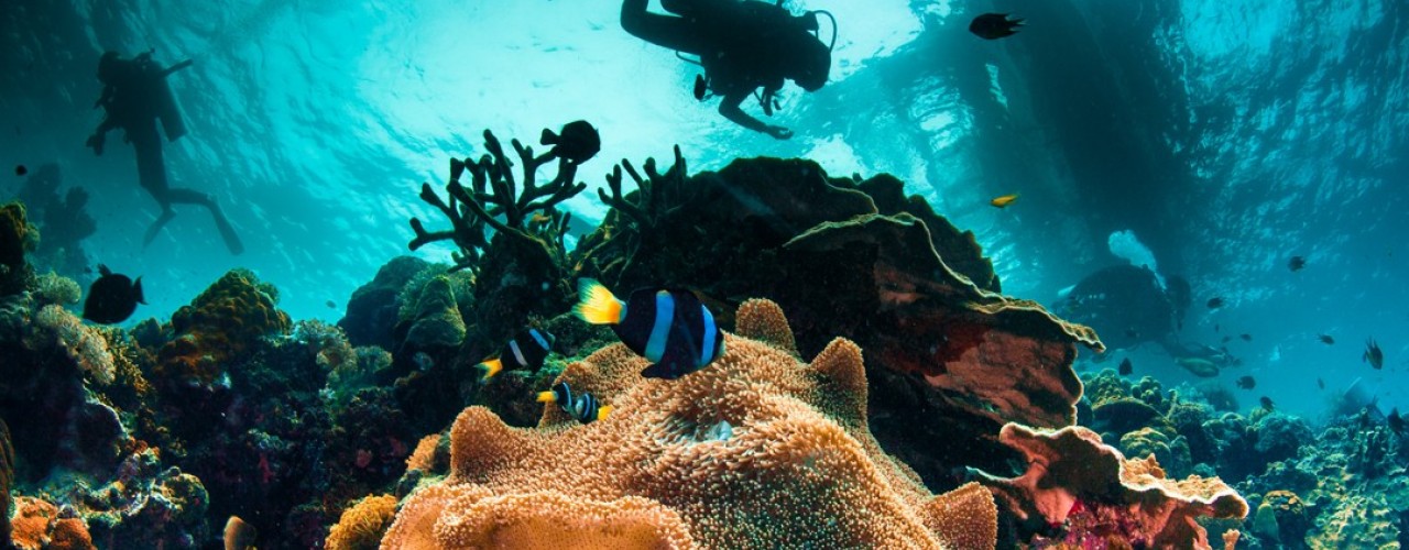 Diving